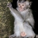 monkey_macaque_balinese_mf_ubud_v_0588_bal0594.jpg